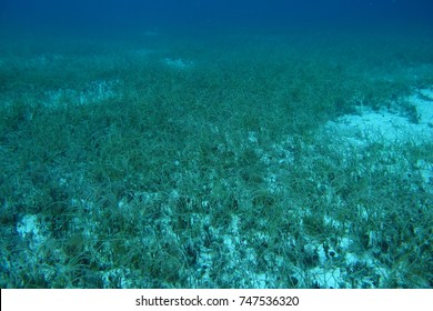 Seagrass Meadow