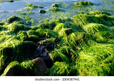 Seagrass Meadow At Low Tide In The Baltic Sea