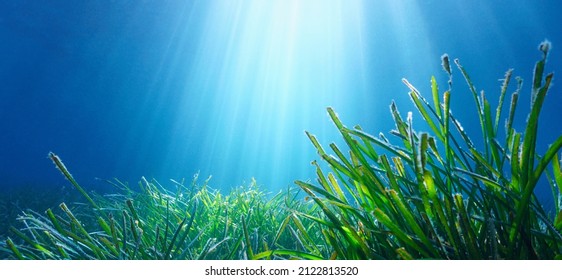 Seagrass and natural sunlight underwater in the sea (Neptune grass Posidonia oceanica), Mediterranean, France - Shutterstock ID 2122813520