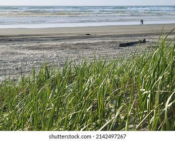 Seagrass Of The Pacific Northwest Coast