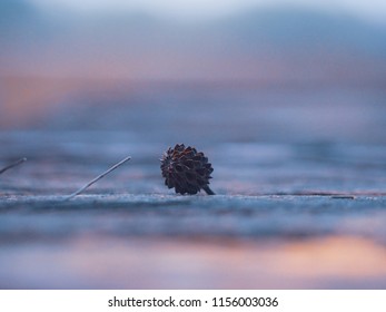 Seagrass Seed, Beautiful Background 