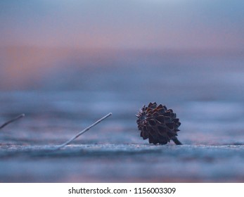 Seagrass Seed, Beautiful Background