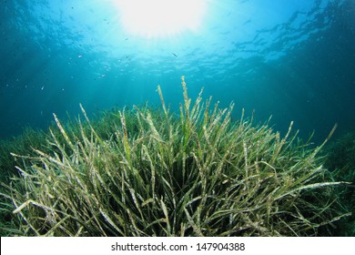 Seagrass Underwater