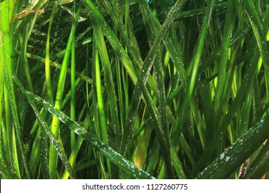 Seagrass Underwater Background 