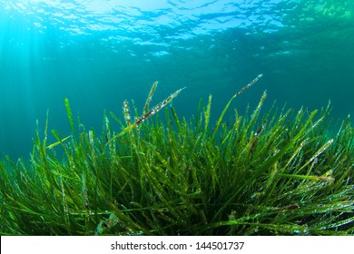 Seagrass Underwater Background