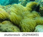 Seagrass underwater with natural sunlight in Mediterranean sea, jijel Algeria, Sea Grass underwater, seagrass Kelp grows in rocks under the sea and the diversity of life in the Mediterranean.