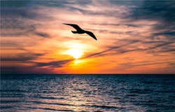 Seagul Bird Flight At Sunset Horizon