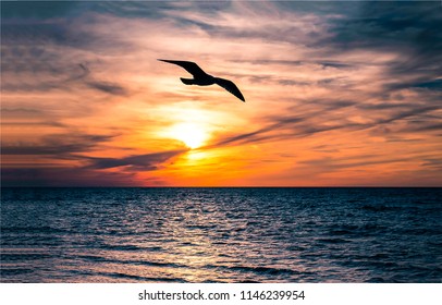 Seagul bird flight at sunset horizon