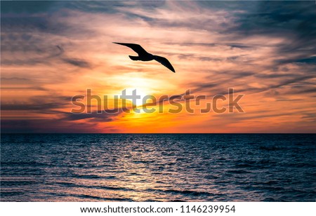 Seagul bird flight at sunset horizon