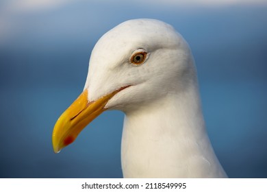 Seagul Close Up In San Fransico