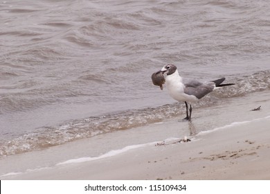 Seagul Eating Baby Turtle