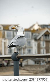 Seagul sitting in front of St. ives, typical British fisher town in Cornwall - Shutterstock ID 2394897957