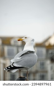 Seagul sitting in front of St. ives, typical British fisher town in Cornwall - Shutterstock ID 2394897961