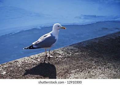 seagull