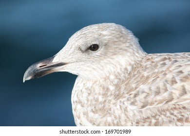 Seagull