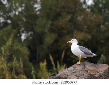 Seagull