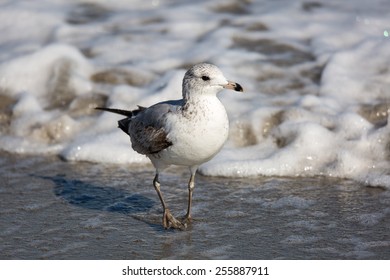Seagull