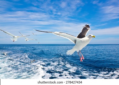 seagull