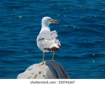 seagull