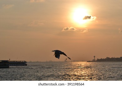 Seagull