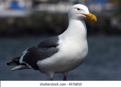 Seagull