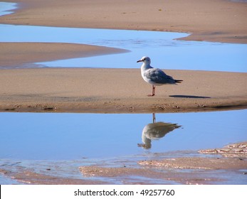 Seagull