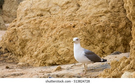 Seagull