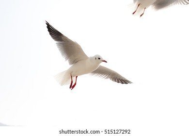 seagull - Shutterstock ID 515127292