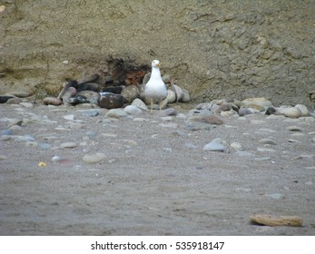 Seagull
