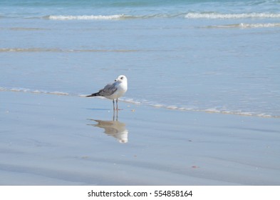 Seagull