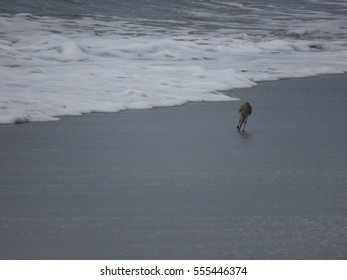Seagull