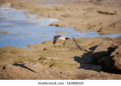 Seagull