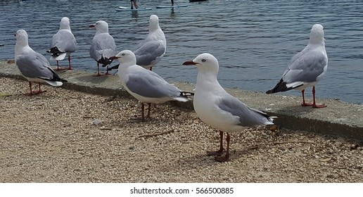 Seagull