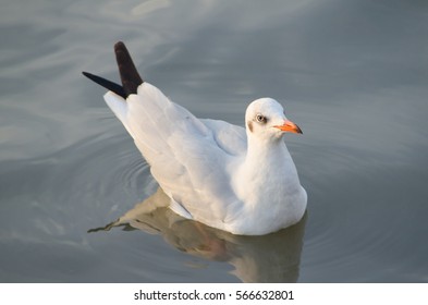 Seagull