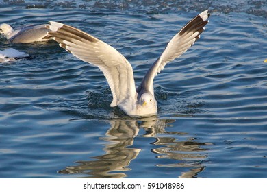 Seagull