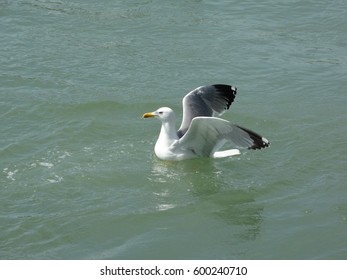 seagull
