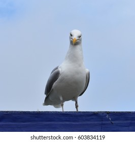 Seagull