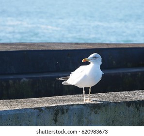 Seagull