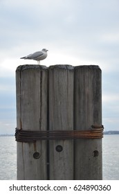 Seagull 