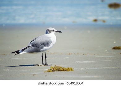 Seagull
