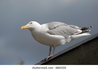  Seagull