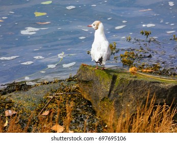 Seagull