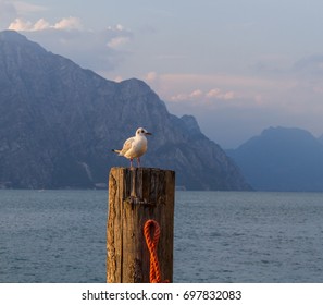 seagull