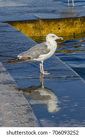 Seagull
