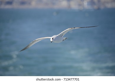  Seagull