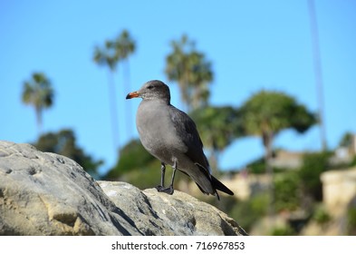 Seagull