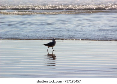 seagull