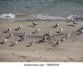 Seagull