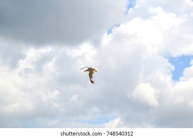 Seagull 