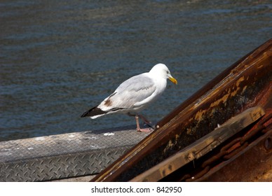 Seagull